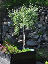 Pyrus salicifolia 'Pendula' - silverpäron