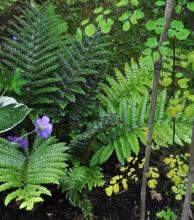 Polystichum polyblepharum - sköldbräken