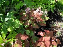 Epimedium - sockblomma 'Pretty in Pink'