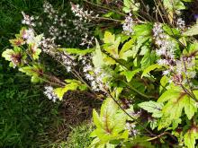 Tiarella - spetsmössa 'Sugar & Spice'