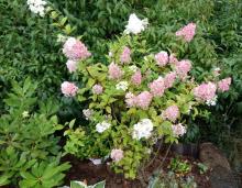 Hydrangea paniculata 'Grandiflora' - syrenhortensia