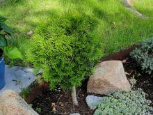 Thuja occidentalis Smaragd på stam