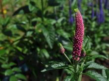 Veronica hybrid ’First Love’