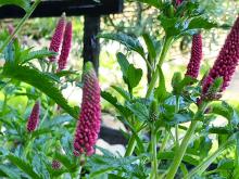 Veronica hybrid ’First Love’