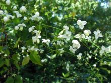 Thalictrum delavayi - violruta 'Splendid White'