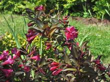 Weigela florida 'Alexandra' - rosenprakttry