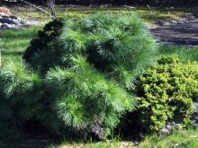Pinus strobus - weymouthtall 'Blue Shag'