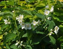 Philadelphus tenuifolius - schersmin