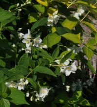 Philadelphus tenuifolius - schersmin