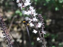 Actaea simplex - höstsilverax 'Brunette'