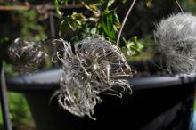 Clematis atragene 'Kajsa'