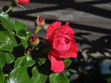 Rosa 'Leonardo da Vinci'