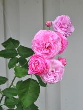 Rosa 'Louise Odier'