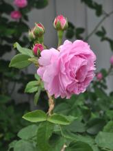 Rosa 'Louise Odier'