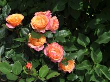 Rosa 'Saloon'