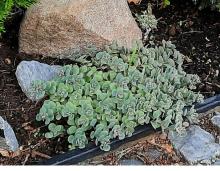 Sedum spathulifolium - japansk kärleksört 'Cape Blanco'