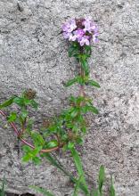 Thymus longicaulis 'Odoratus' - kaskadtimjan