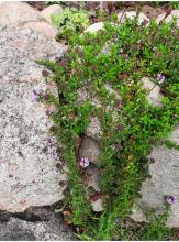Thymus longicaulis 'Odoratus' - kaskadtimjan